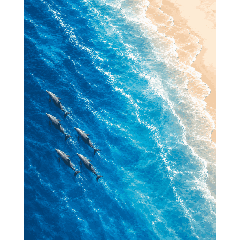 Dolphins From Above | Paint by Numbers