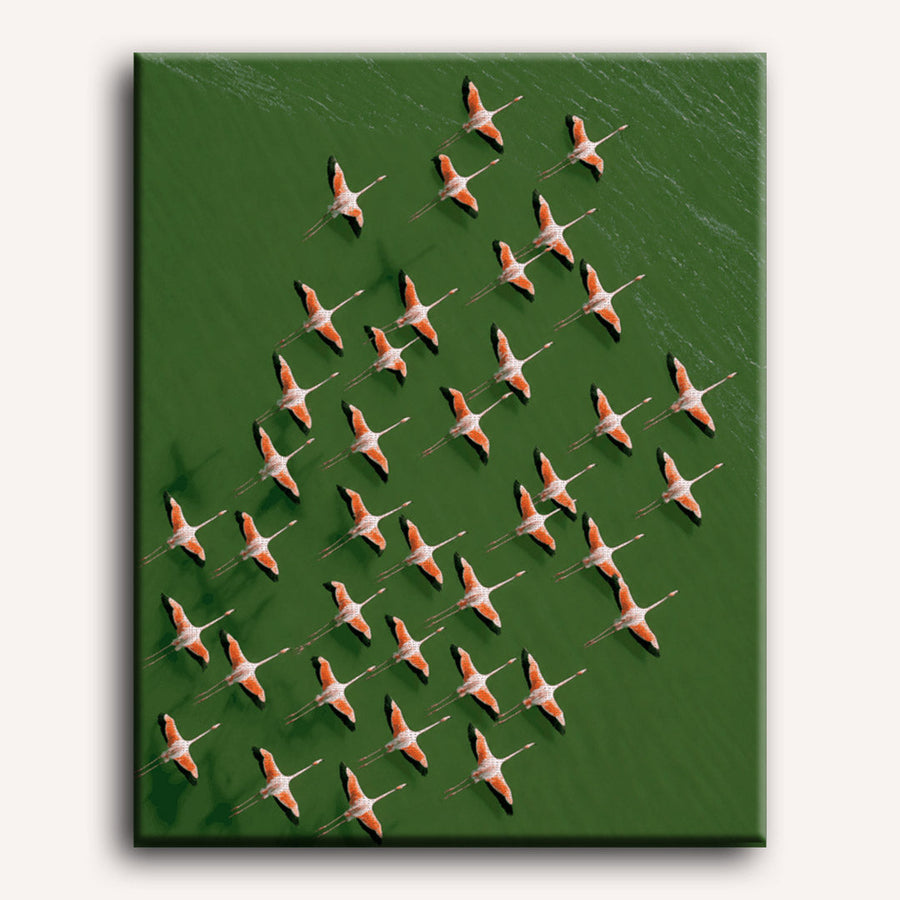 Flamingos From Above | Paint by Numbers