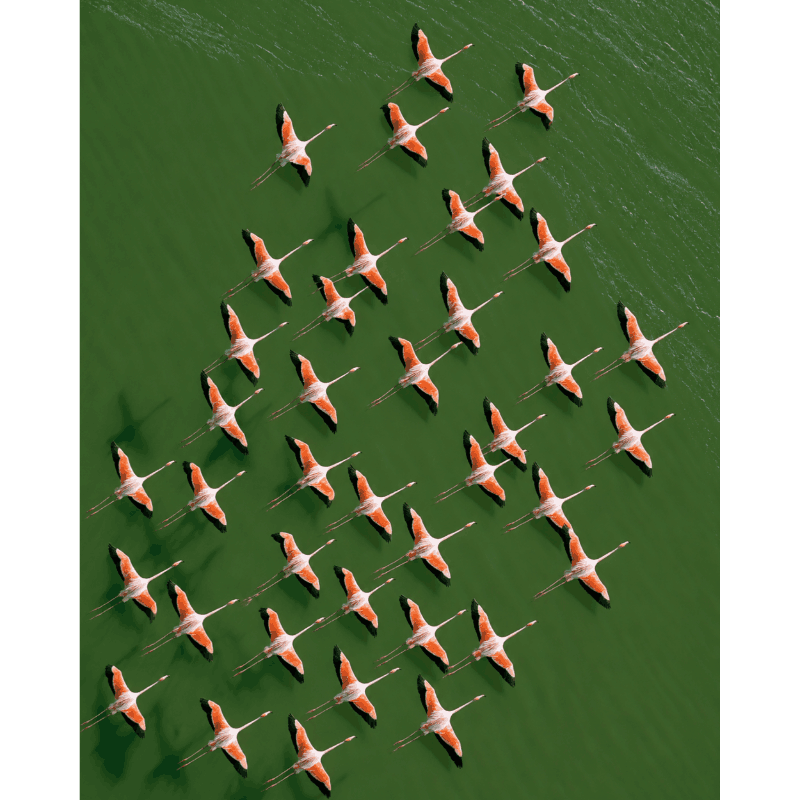 Flamingos From Above | Paint by Numbers