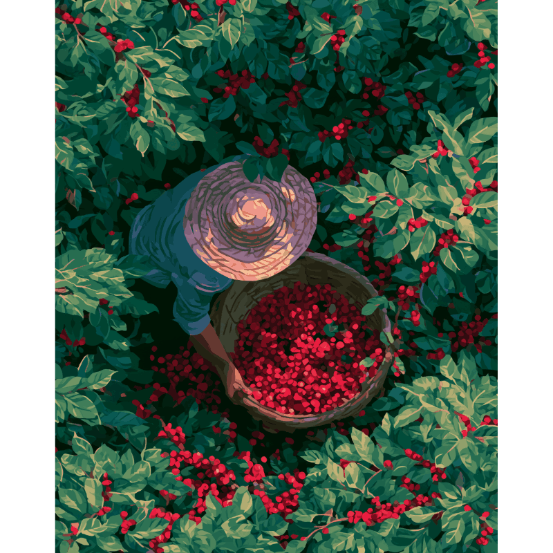 Coffee Harvest | Paint by Numbers
