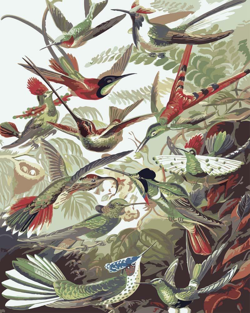 Hummingbirds Trochilidae | Paint by Numbers